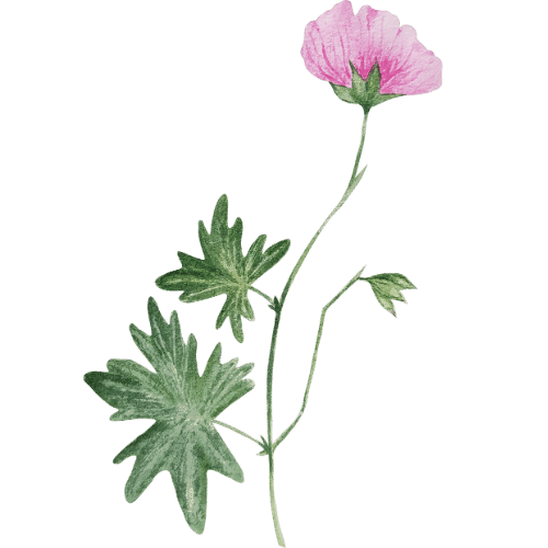 Nydelig rosa blomst med grønne blader, perfekt for hage og naturbilder.