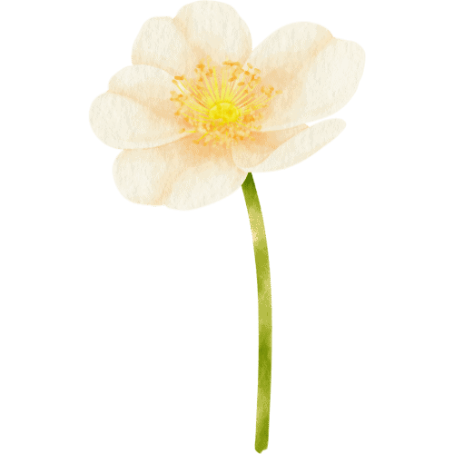 Nydelig hvit blomst med grønt stilk, perfekt for inspirasjon.