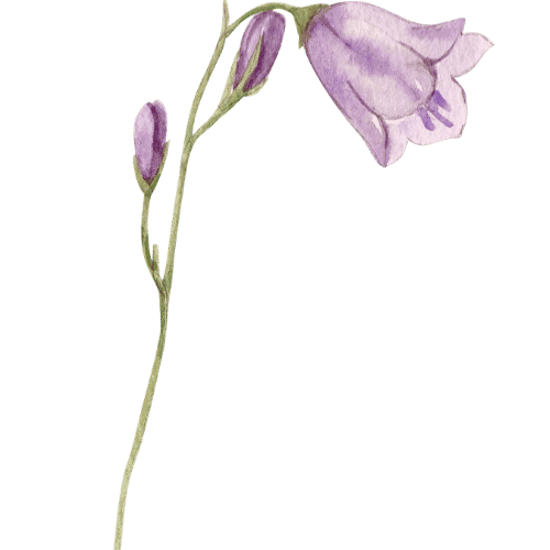 Nærbilde av en vakker lilla hageblomst med blomsterknopper.