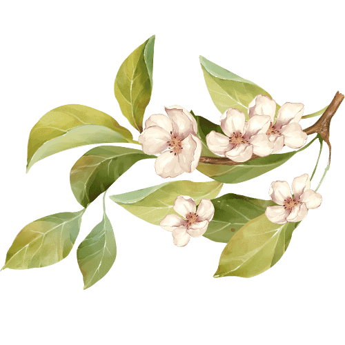 Jordbærblomst og frø, fersk og naturlig, forside av jordbærplanting.