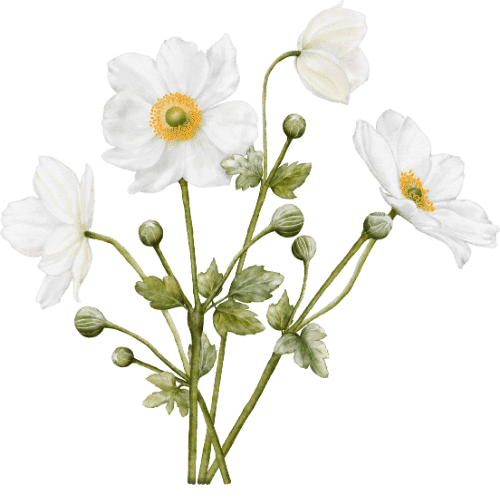 Blomsterbukett med hvite blomster og grønne blader, perfekt for dekorasjon.