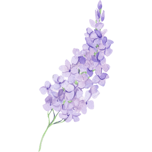 Lavendelblomst for avslapning, velvære og aromaterapi.