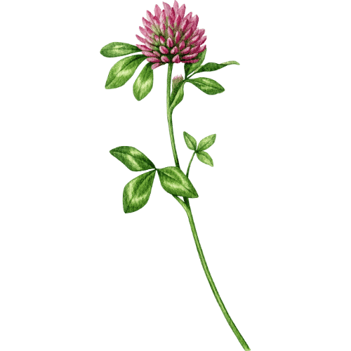 Nærbilde av en rosa hagekløverblomst med grønne blader.