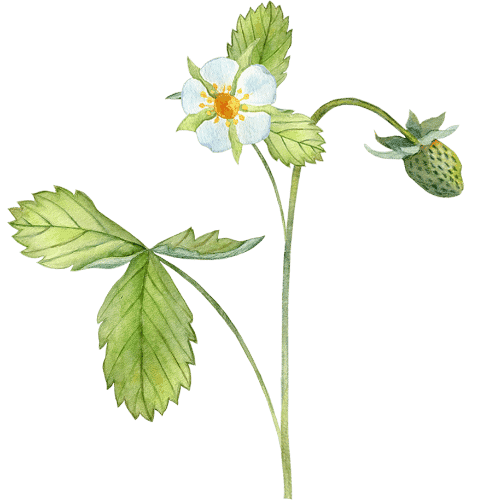 Jordbærblomst og frø, fersk og naturlig, forside av jordbærplanting.