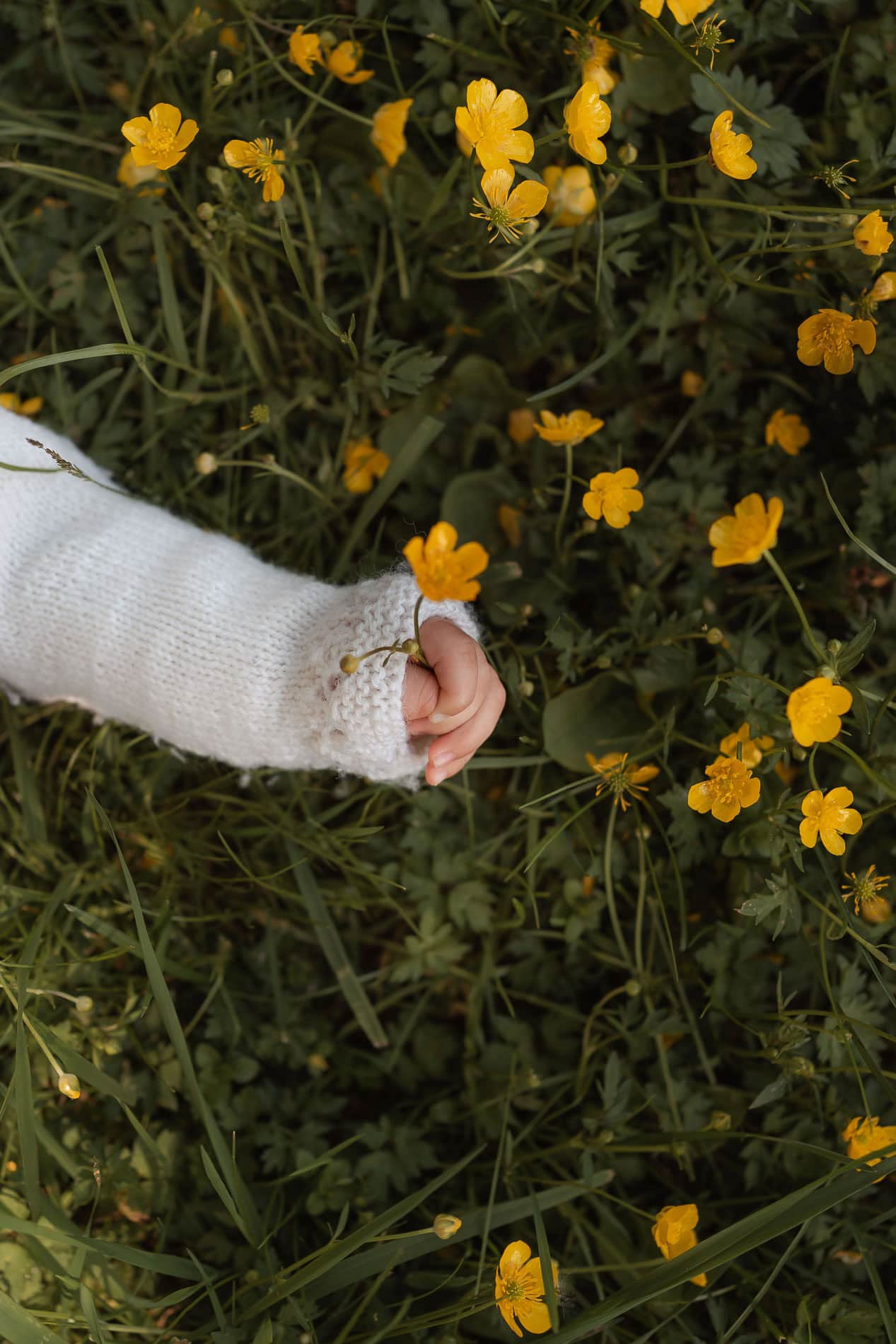 Barns hånd som holder en blomst blant gule vårblomster.