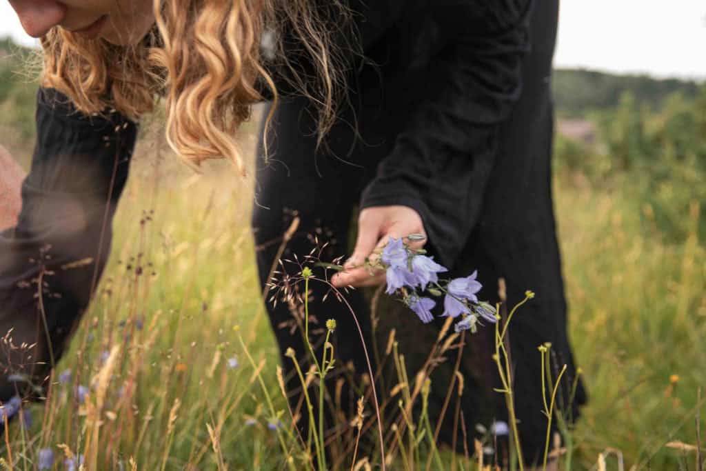 Villblomster i naturen.