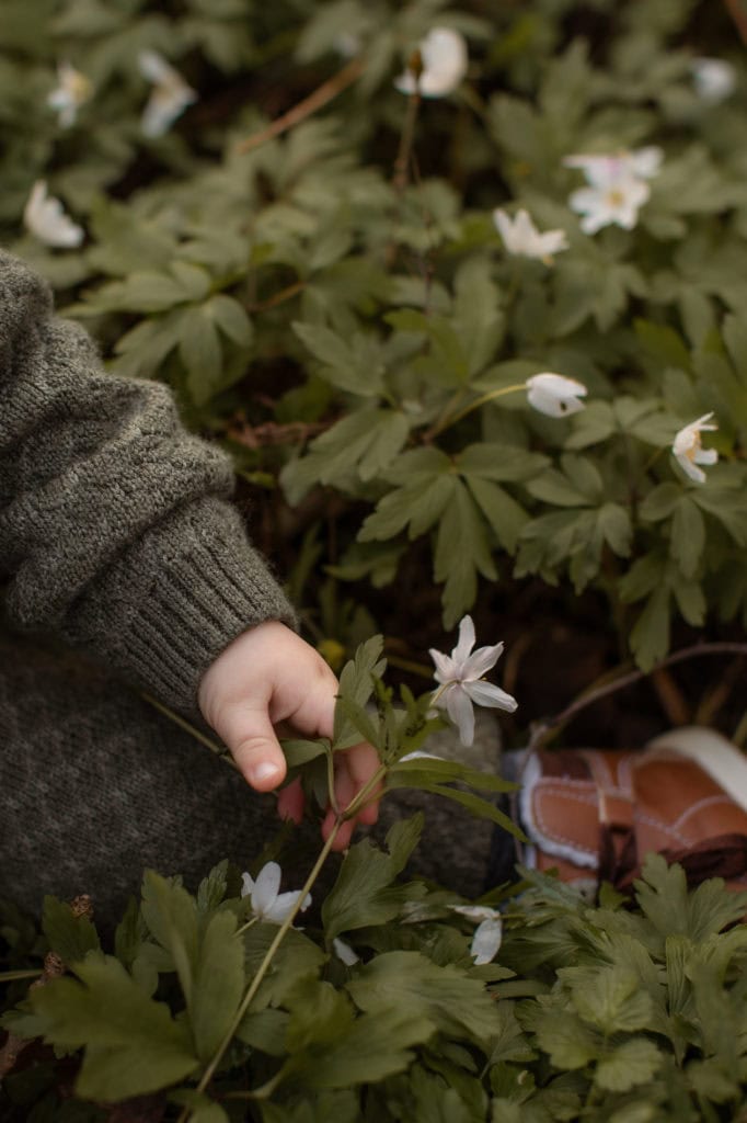 Nærbilde av vårblomster med grønne blader og hvite blomster.