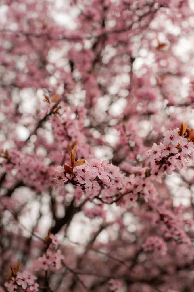 Vårblomster, sesongens blomster, pink cherry blossom, blomstrende trær.