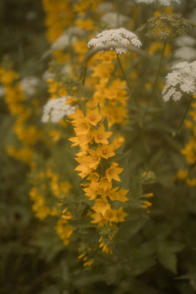 Nærbilde av gule og hvite villblomster i en blomstereng, perfekt for bryllupsfotografering i Oslo.